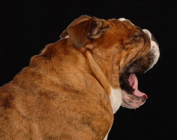 Mandrino rosso bulldog inglese sbadiglio — Foto Stock