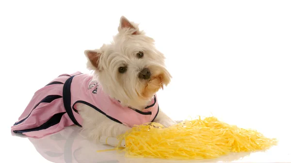 West highland white terrier Stock Photo