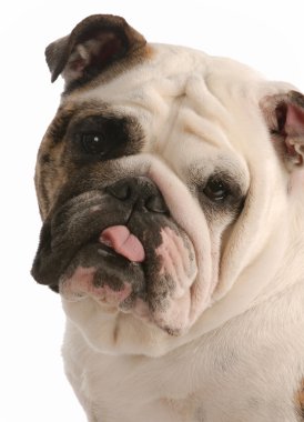 dilini ile İngilizce bulldog