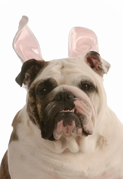 Inglês bulldog vestindo orelhas de coelho de Páscoa — Fotografia de Stock