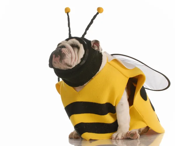 Engelsk bulldogg utklädd som ett bi — Stockfoto