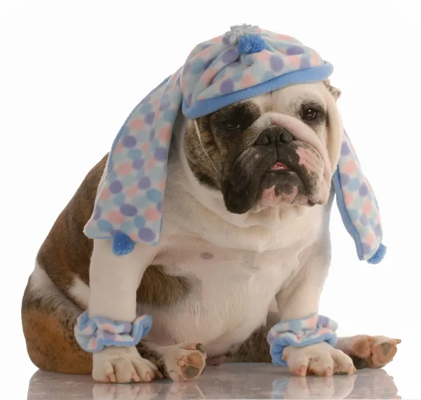 Grappige Engels bulldog gekleed in winter hoed sjaal en been warmers — Stockfoto