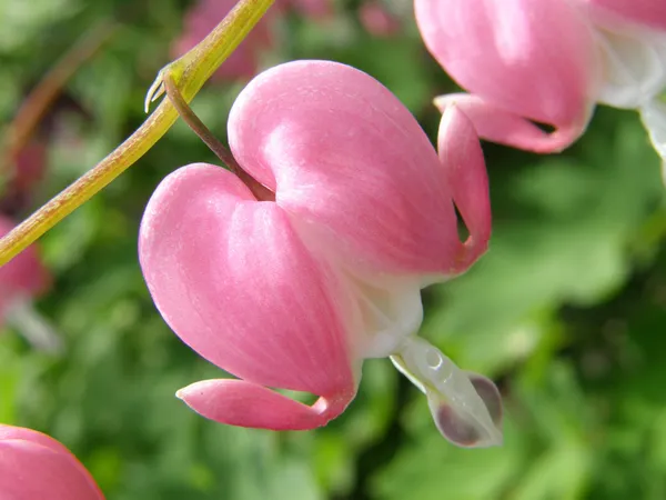 Close up details of a bleeding heart in full bloom — Stock Photo, Image