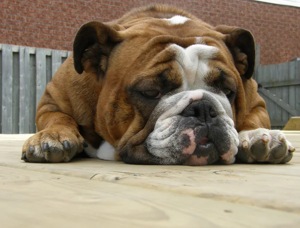 Inglês bulldog esticado deitado em um deck de madeira — Fotografia de Stock