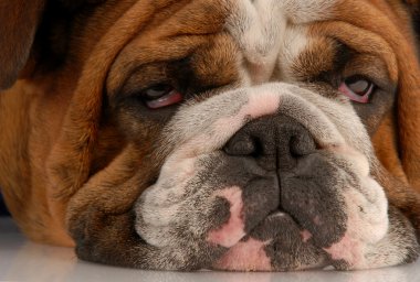 üzgün mahzun gözlü çirkin İngilizce bulldog, yakın çekim