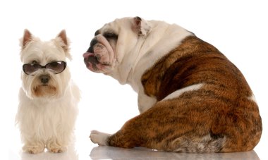 İngilizce bulldog ve batı dağlık beyaz korkunç