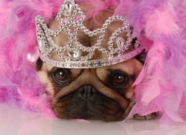 çok güzel bir prenses gibi giyinmiş pug