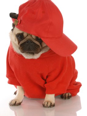 Kırmızı tişört ve spor şapkası giyen sevimli pug