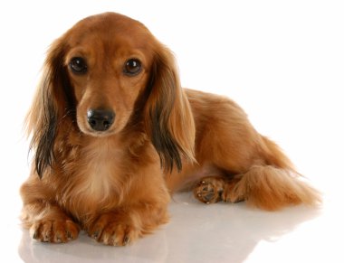 uzun saçlı minyatür dachshund bırakmasını