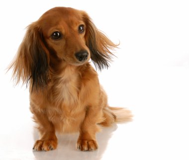 minyatür uzun saçlı dachshund oturan