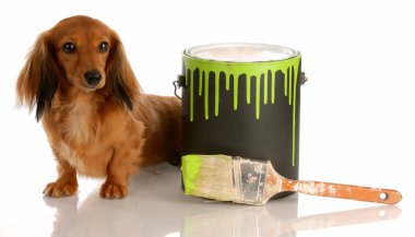 çok güzel uzun saçlı dachshund boya oturan olabilir