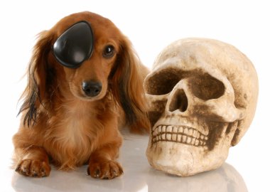uzun saçlı minyatür dachshund göz düzeltme eki Kurukafa döşeme giyiyor