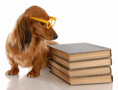 minyatür dachshund kitap yığını oturan