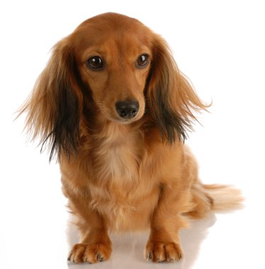 uzun saçlı minyatür dachshund dişi oturan