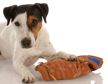 jack russel terrier beyzbol eldiveni döşeme