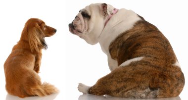 uzun saçlı dachshund ve İngilizce bulldog