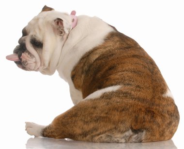 İngilizce bulldog arkadan çıkmış dil ile görüntülendi.