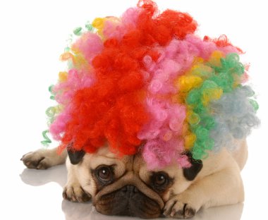 üzgün palyaço gibi giyinmiş pug köpek