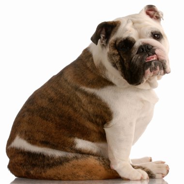 çok güzel İngilizce bulldog