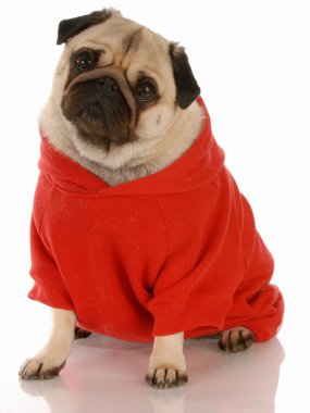 kırmızı köpek kazak giyen açık kahverengi pug