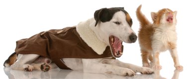 kabuk ve meowing kedi ve köpek