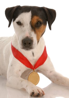 jack Russel terrier madalyayı boynuna ödüllü ile