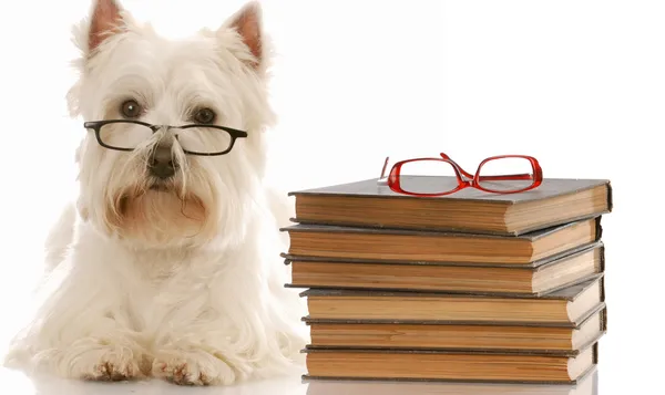West Highland bianco terrier sdraiato accanto pila di libri — Foto Stock