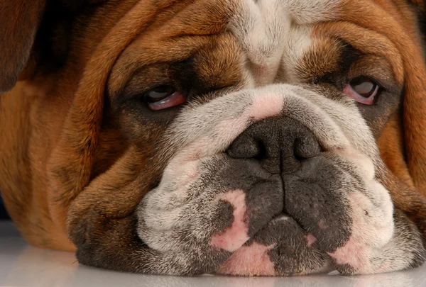 Close up van lelijke Engels bulldog met droevige droopy ogen — Stockfoto