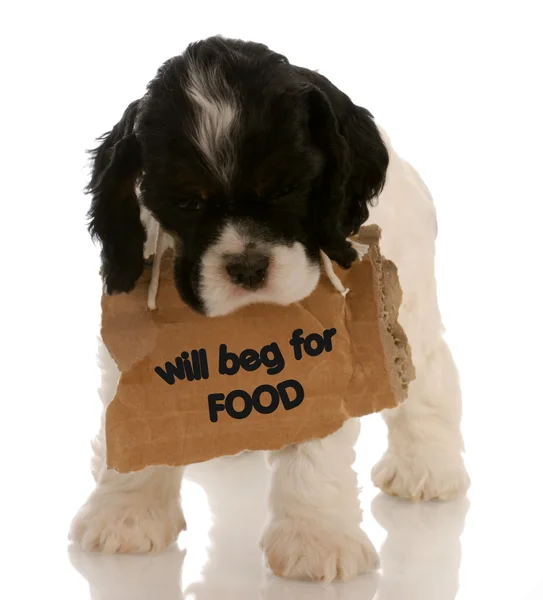American cocker spaniel puppy with sign around neck — Stock Photo, Image
