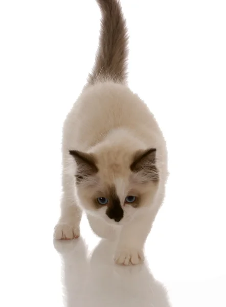 Purebred ragdoll kitten stalking — Stock Photo, Image