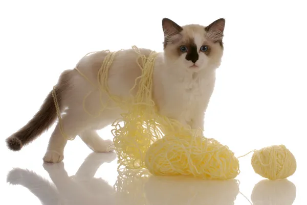 Gattino ragdoll di razza pura che gioca con il filato giallo — Foto Stock