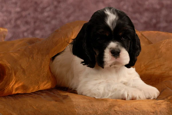 Amerikaanse cocker spaniel puppy verbergen onder bruine deken — Stockfoto