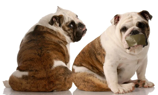 Két angol bulldog, amelynek az az érv — Stock Fotó