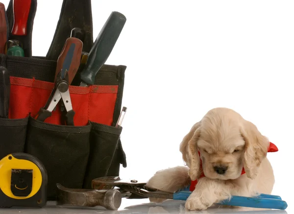 American cocker spaniel laying beside construction tools — Stock Photo, Image
