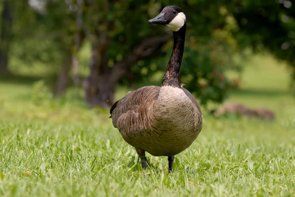 Canada goose chůzi v trávě — Stock fotografie
