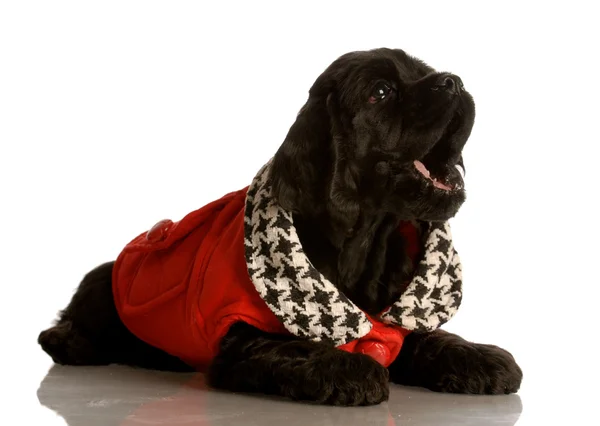 Black american cocker spaniel puppy wearing red coat — Stok fotoğraf