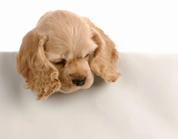 Cocker americano spaniel filhote de cachorro olhando para baixo sobre primeiro plano branco — Fotografia de Stock