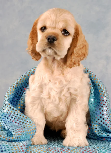 毛布の下に座っているバフ アメリカン ・ コッカー ・ スパニエルの子犬 — ストック写真
