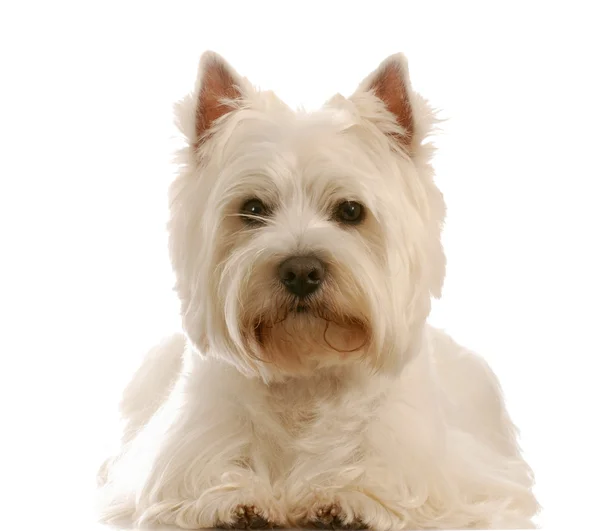 West Highland White Terrier legt sich hin — Stockfoto