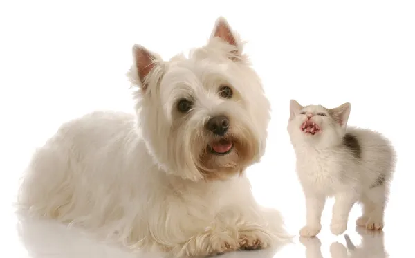 West Highland terrier blanco y gatito — Foto de Stock