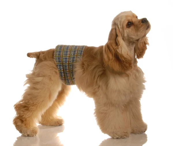 男性美国可卡犬穿尿带 — 图库照片