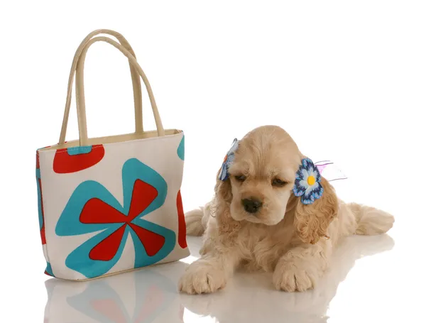 Cocker americano spaniel filhote de cachorro que coloca ao lado bolsa colorida — Fotografia de Stock