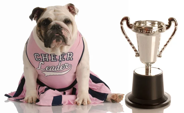 Bulldog verkleed als cheerleader zittend naast grote trofee — Stockfoto