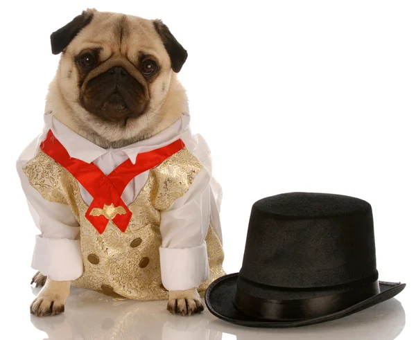 Pug dressed up in formal wear with top hat — Stock Photo, Image