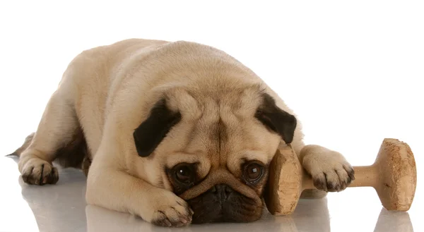 Pug laying down beside dumbbell — Stock Photo, Image