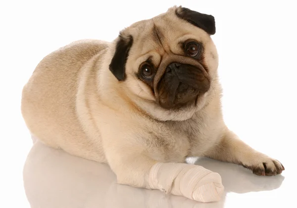 Mops mit Bandaid auf Pfote — Stockfoto