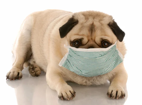 Sick or contagious pug wearing a medical mask — Stock Photo, Image