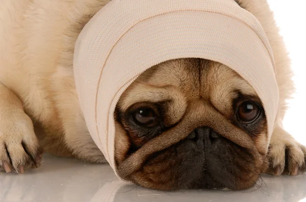 På sjukhus hund med ett bandage på huvudet — 图库照片
