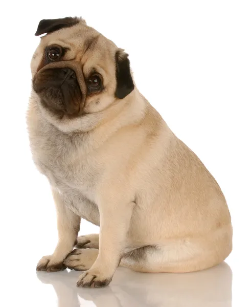 Cachorro de cervatillo sentado con expresión linda — Foto de Stock