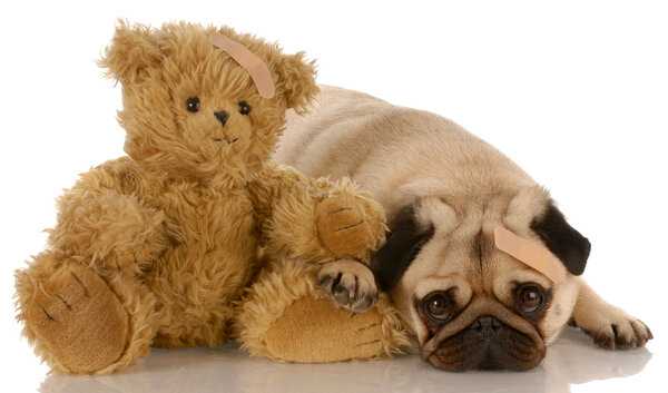 pug and teddy bear with matching medical bandaids
